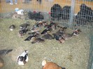 DSCN1770