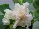 Sunkissed Rose-poza preluata