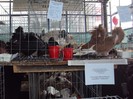 DSC08951