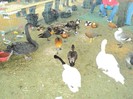 DSC08955