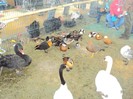 DSC08956
