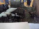 DSC08966