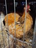 DSC08995