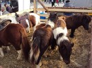 DSC09007