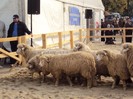 DSC09042