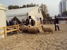 DSC09043