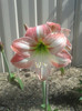 Apple Blossom 23.10.11