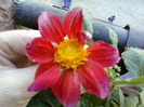 my pictures- 23 oct 2011 011