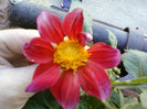 my pictures- 23 oct 2011 012