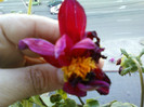 my pictures- 23 oct 2011 014
