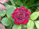 Black Baccara