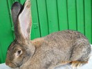FEM2   DIN IANUARIE 8,70KG