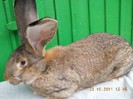 FEM DIN APRILIE 2011