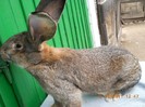 FEM DIN APRILIE 2011