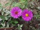 DSCF5519
