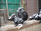 DSCN0031