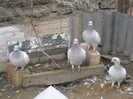 DSCN0094