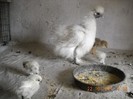 DSCN0130