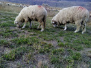 DSC02007