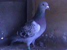 Fotografii-0011