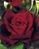 images (26)