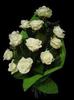 images (37)