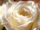 images (52)