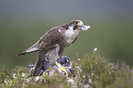 Peregrine-Falcon0014