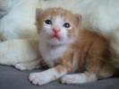 gingasa mika