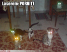poze-amuzante-pisici-cu-laserele-pornite