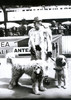 AUTHENTIC SHEPHERD WITH HIS DOGS AT THE FIRST NATIONAL CHAMPIONSHIP 1998 BUCHAREST