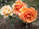 ASHRAM