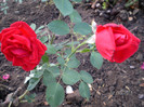 NECUNOSCUT ROSU 1