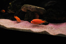 Maylandia estherae