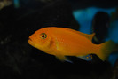 Maylandia estherae
