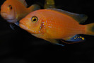 Maylandia estherae