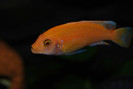 Maylandia estherae