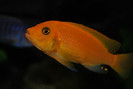 Maylandia estherae