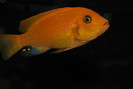 Maylandia estherae