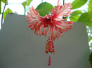 schizopetalus