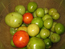 Salata de legume pentru iarna cu mustar,oct.2011