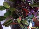 Maranta (23-X-2011)