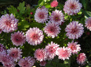 Pink Chrysanthemum (2011, Oct.20)