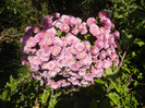 Pink Chrysanthemum (2011, Oct.20)