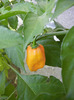 Orange Habanero Pepper (2011, Oct.20)