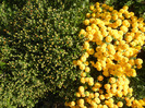 Yellow Chrysanthemum (2011, Oct.20)