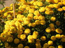 Yellow Chrysanthemum (2011, Oct.20)