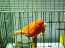 canari culoare 003