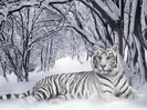 The-best-top-desktop-tiger-wallpapers-hd-tiger-wallpaper-8