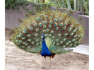 peacock-1024x768